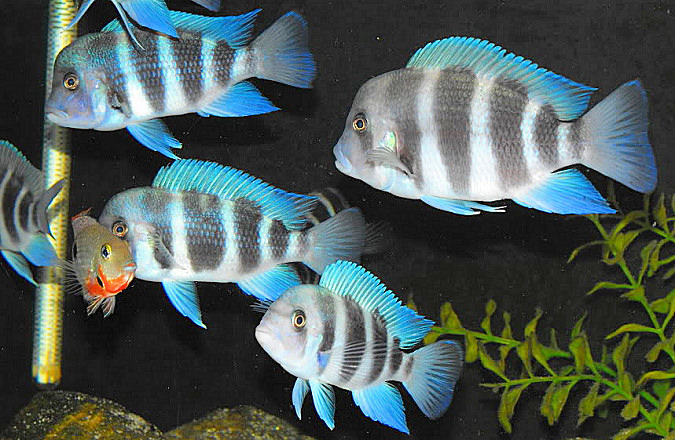 See stress reduction in action as Quantum WoLF Water enlivens aquatic settings