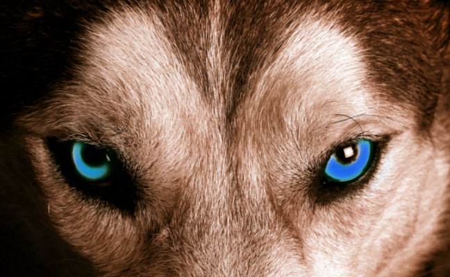 quantum wolf water eyes