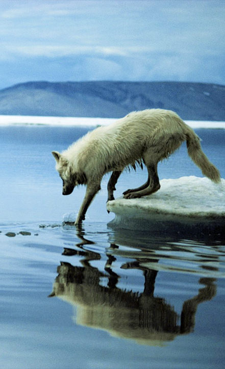 Wolf looking into healthy water in the Arctic Wolf looking into Arctic, clean, healthy water