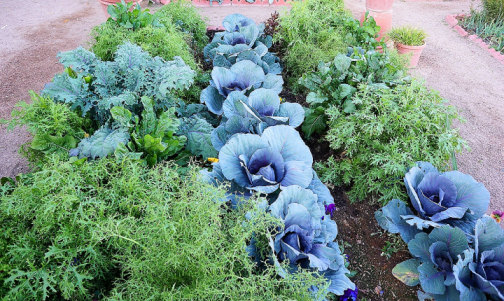 Watch produce grow healthier and faster with Quantum WoLF Water