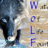 WoLF option 2